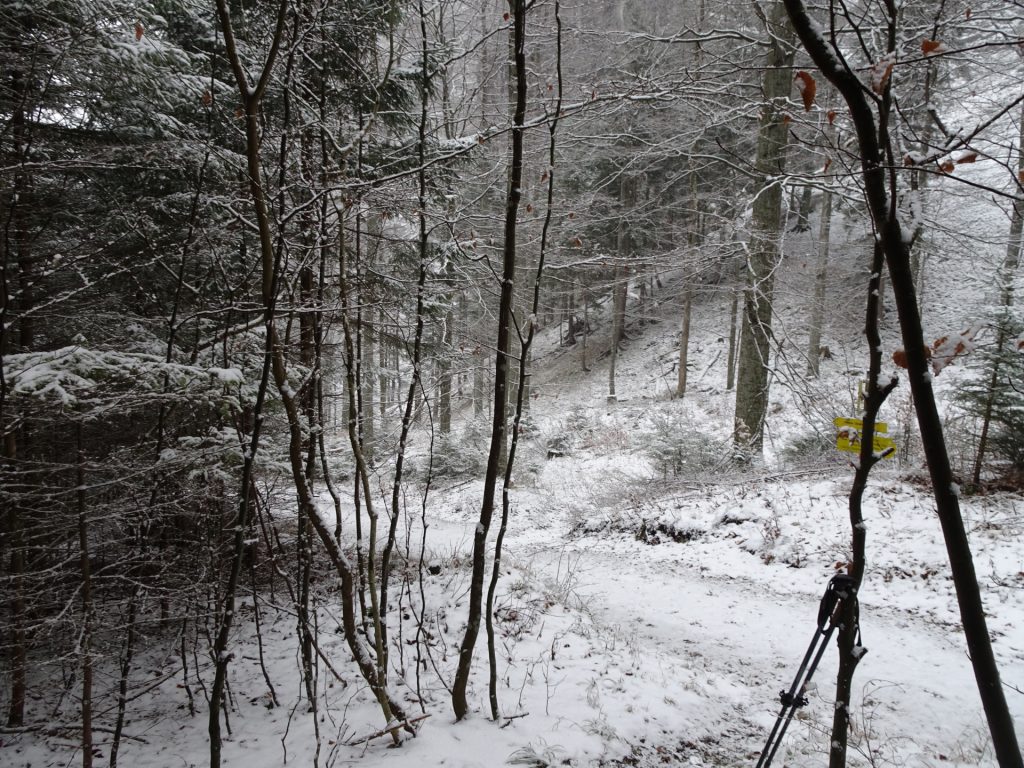 Crossing: Hoyossteig