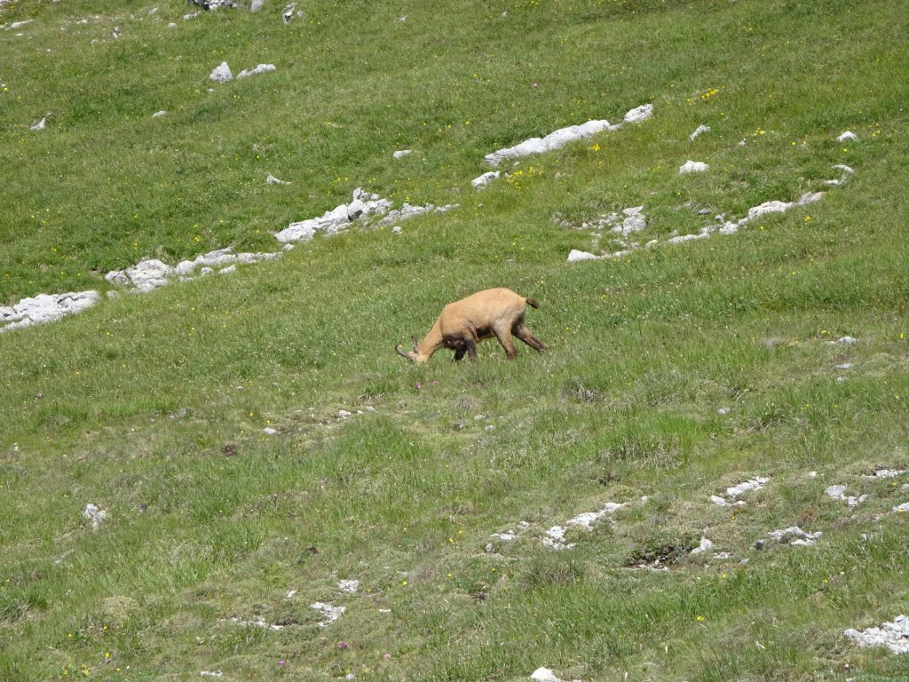 Wildlife on "Heukuppe"