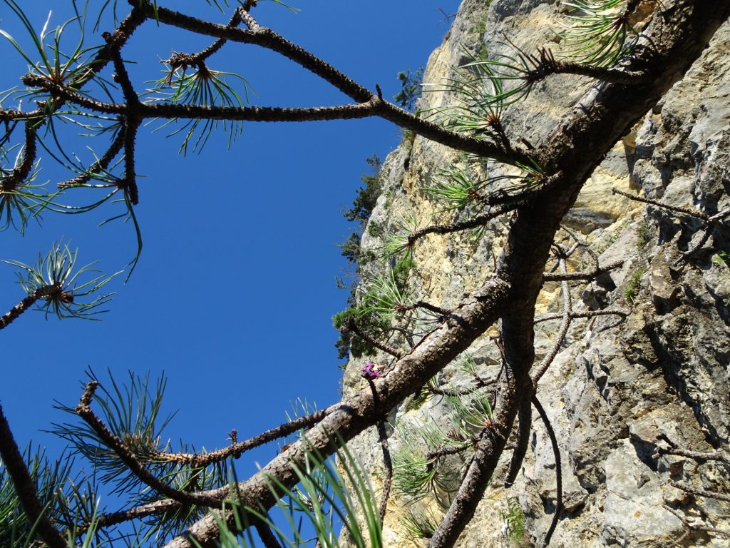 GV-Steig: View up towards the "Weningerwand"