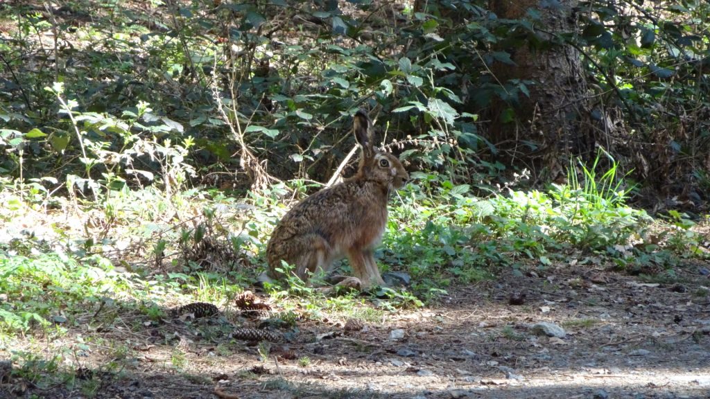 Wildlife at "Unterkohlstätten"