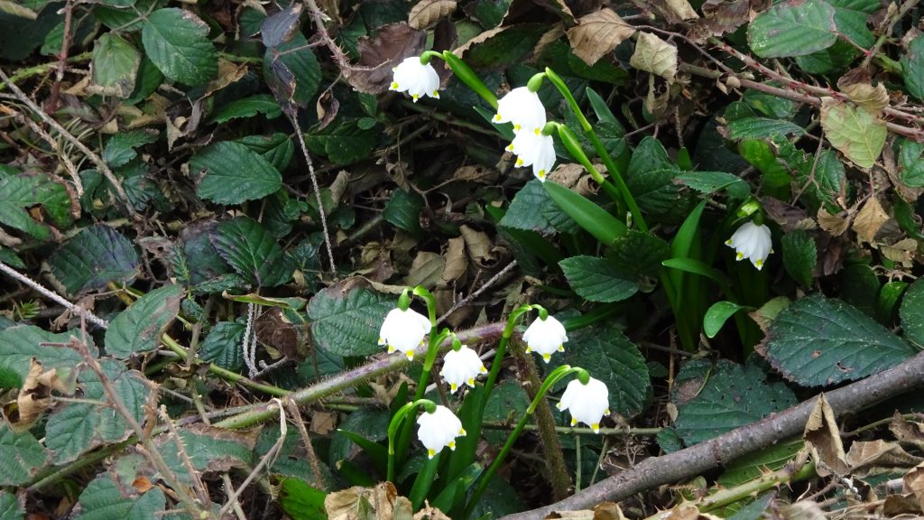 Snowdrops seen from the trail