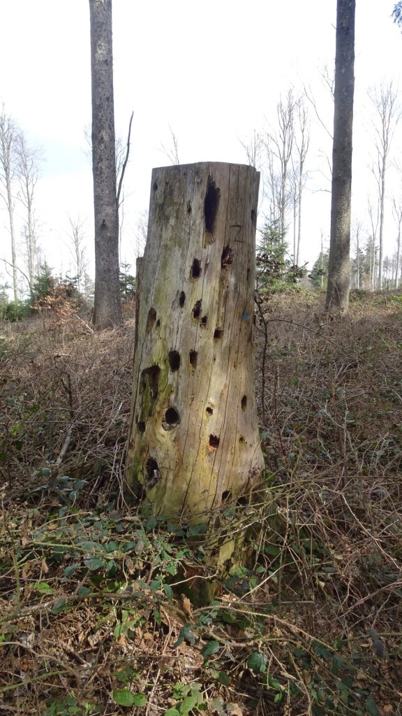 Distinctive trunk seen from the trail