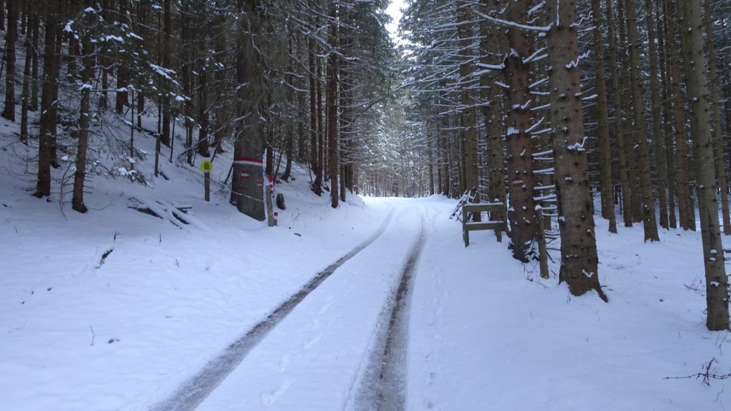 The forest street at the parking