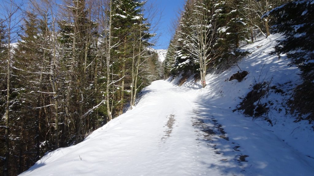 Follow the forest road upwards