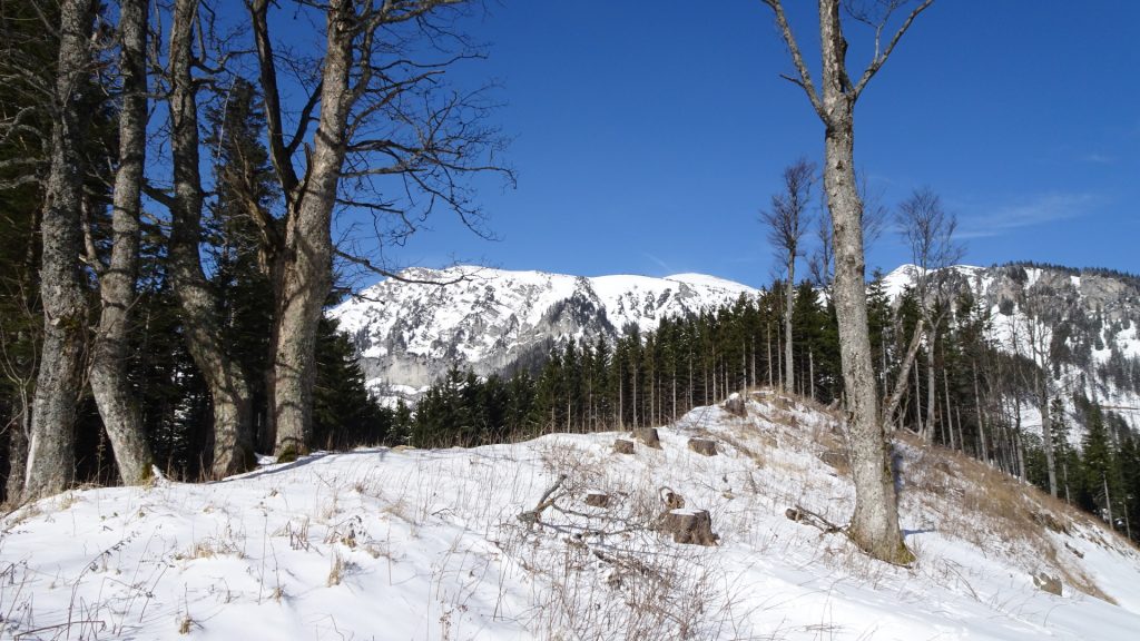 View back towards "Schneealpe"