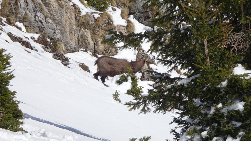 Wildlife at "Grabnergupf"