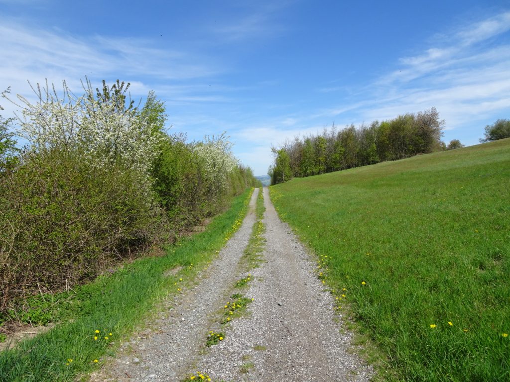 Trail towards "Kalteneck"