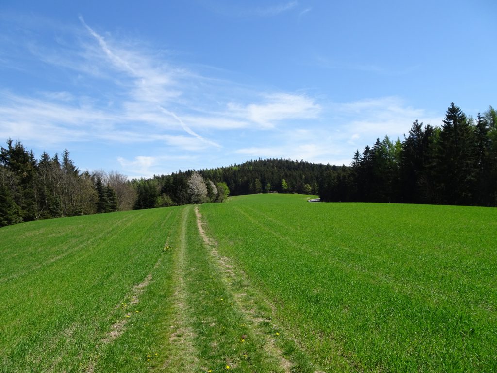 View back towards "Hutwisch" from "Höhwirt"