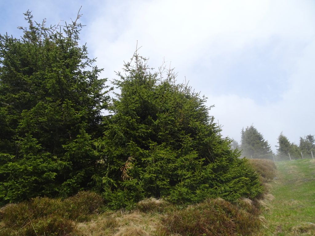 Trail up towards "Stuhleck"