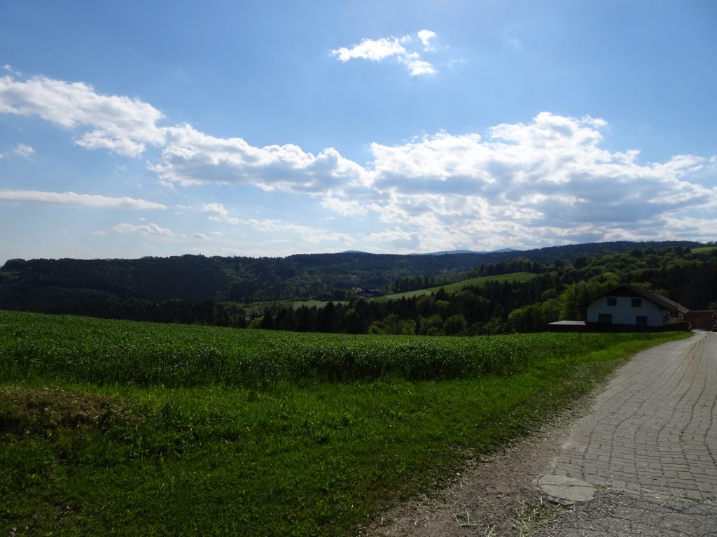 View back from the trail