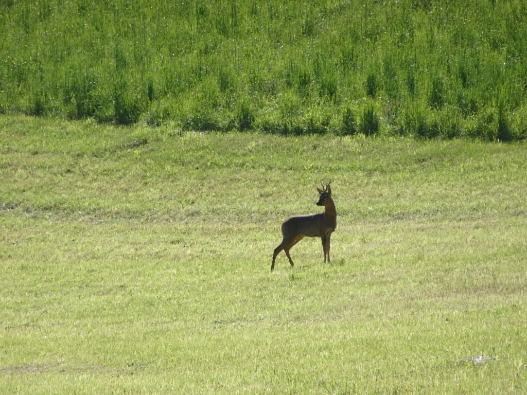 Wildlife at the meadow