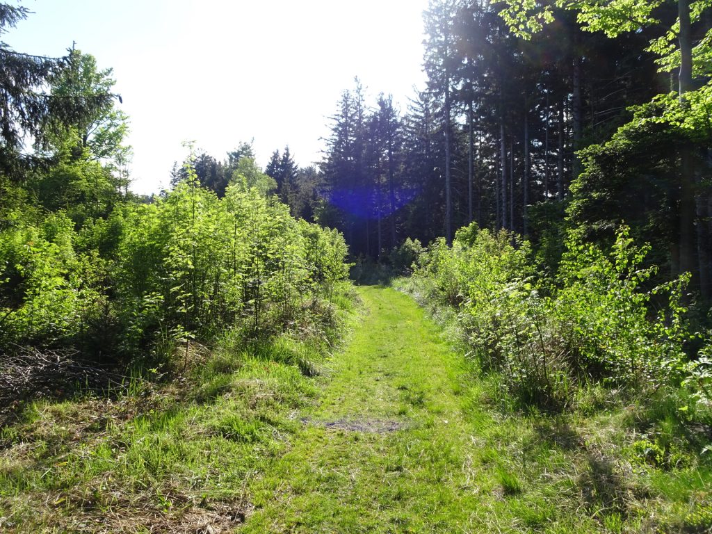 Trail towards "Mönichkirchen"