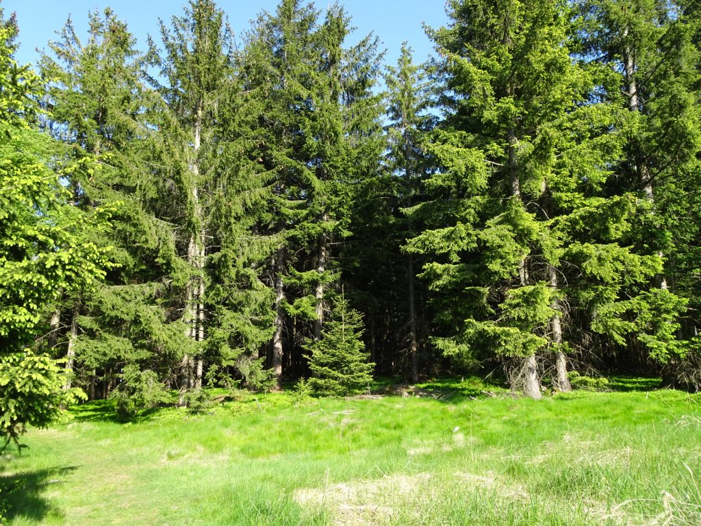 Trail from "Schlag" towards "Mönichkirchen" (view back)