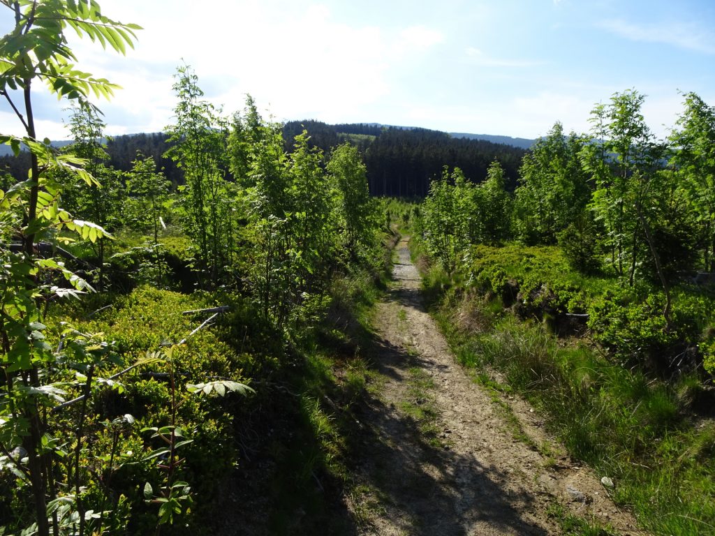 Trail towards "Mönichkirchen"