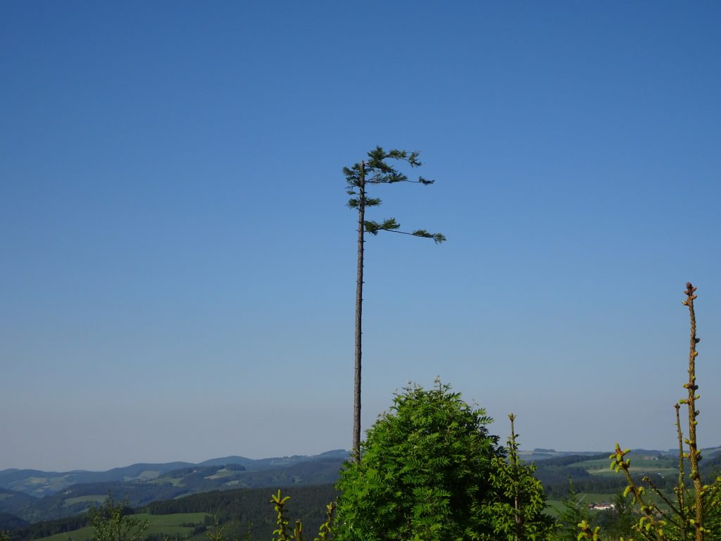 Distinctive tree seen from the trail